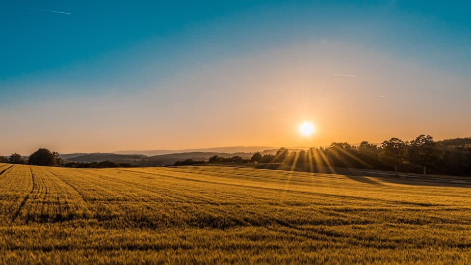 Golden wheat field stretching toward the horizon at sunset